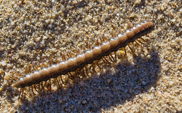 Free Sand Beach photo and picture