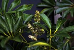 šeflera, flower underdeveloped, optus tree