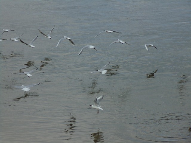 Free Seagull Bird photo and picture