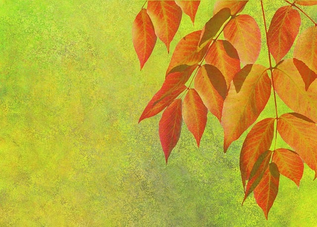 Free fall autumn leaves leaves illustration