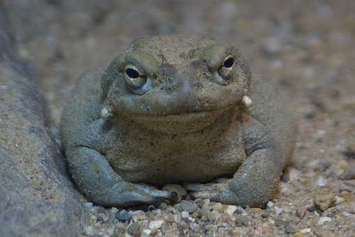 Free Frog Stare photo and picture