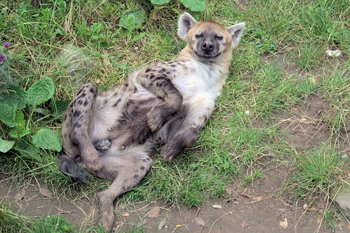 Free Hyena Watch Animals photo and picture