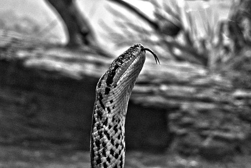 Free Snake Black photo and picture