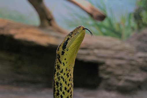 Free Snake Tongue photo and picture