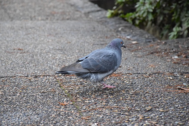 Free Pigeon One Foot Of The Pigeon photo and picture