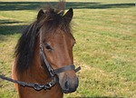 head of shetland pony, horseback riding, promenade