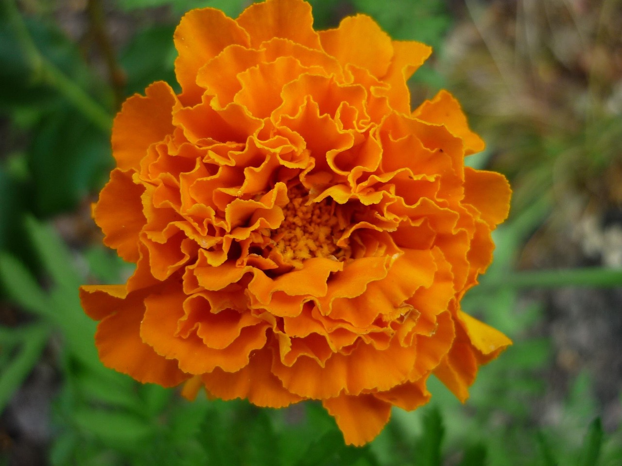 student flower, nature, blossom, bloom, yellow-orange, flower bed edge, discounts, easy to care for, garden plant, often, summer, close up