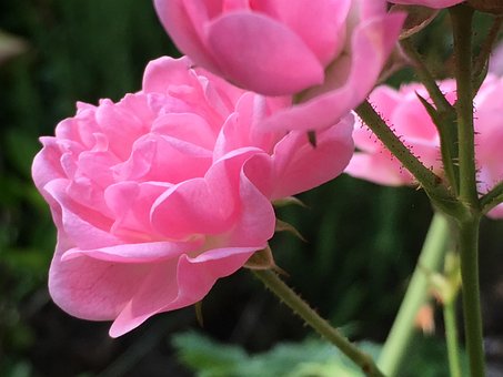 Rose, Torner, Blomst, Rose Blomster