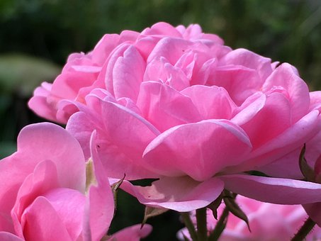 Rose, Torner, Rosenblomst, Blomst