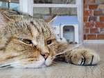 cat, rest, sleep