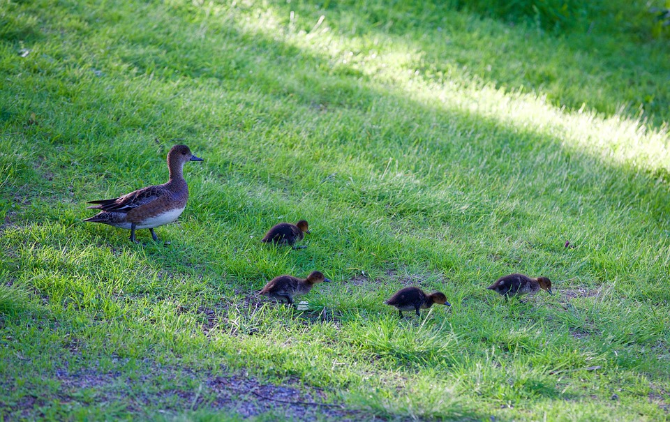 Milf Duck