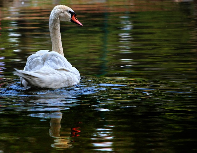 Free Swan Animal photo and picture