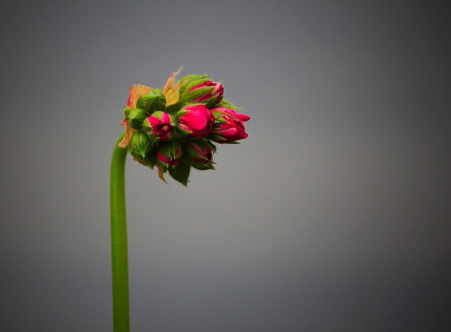 Free Flower Bud photo and picture