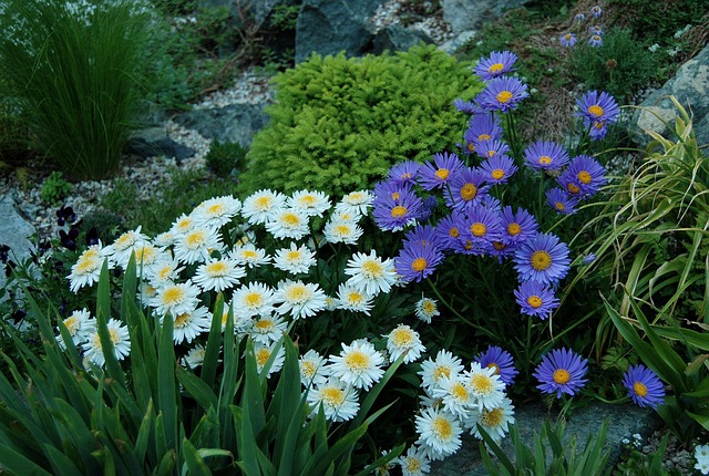 Free Aster Alpine photo and picture