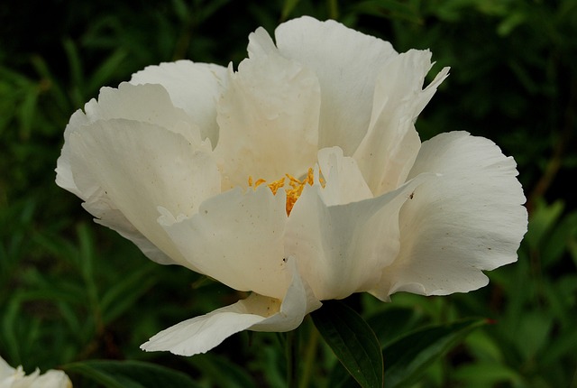 Free Peony Krinkled White White photo and picture