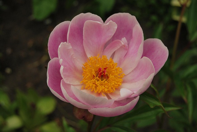 Free The Crimean Peony Beautiful Flowers photo and picture