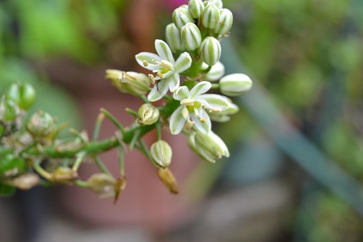 Flores, Blanco, Flor, Flor Blanca
