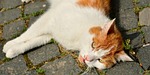 cat, concerns, relax