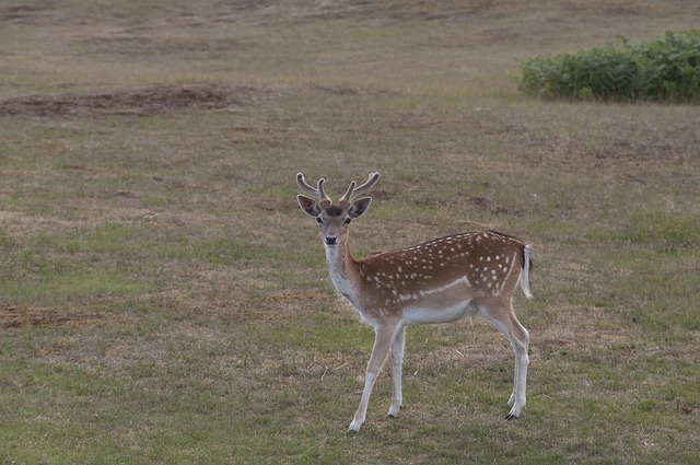 Hirsch, Düne, Geweih, Gras, Natur
