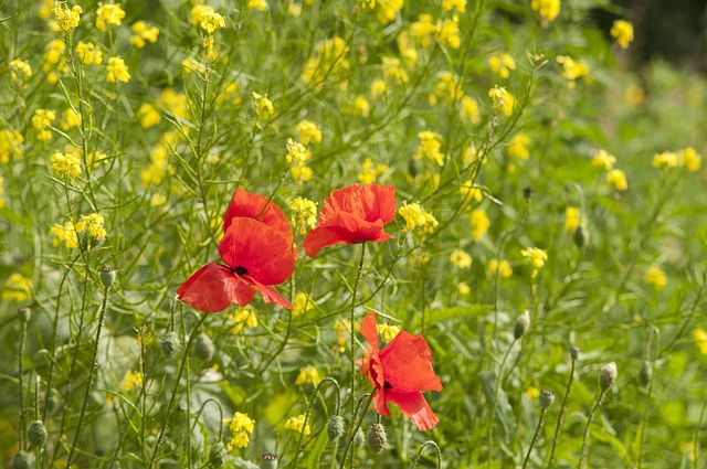 Mohn, Blumentapete, Sommer, Feld