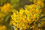 mimosa, flower, plant