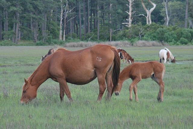Free Horses To Travel photo and picture