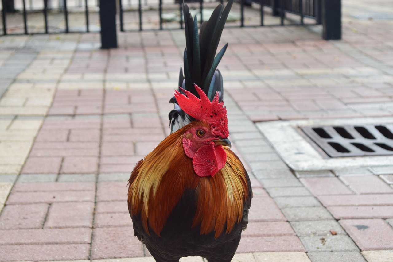 Free Florida Gallo photo and picture