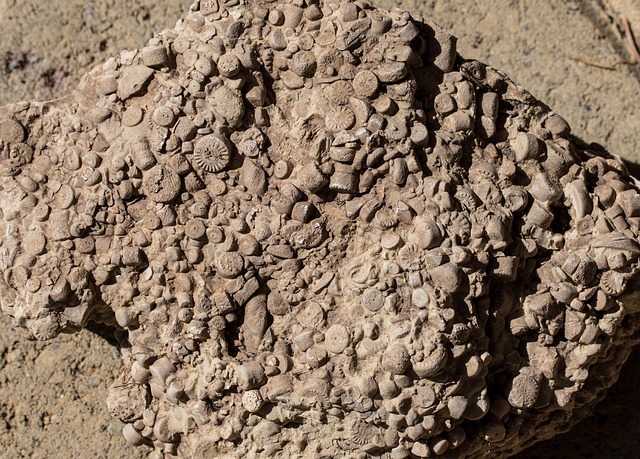 Free Law Jurassic Sea photo and picture