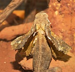 frill necked lizard, iguana-like, terrarium