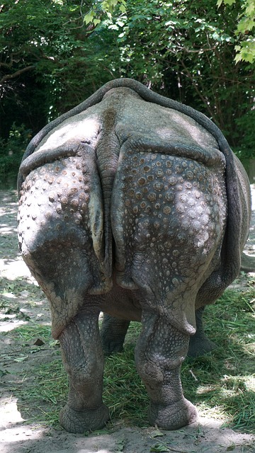 Free Zoo Rhino photo and picture