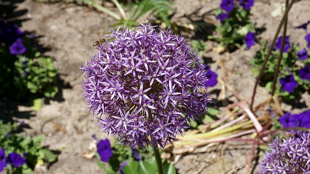 Free Flower Blossom photo and picture