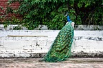 peacock, bird, plumage