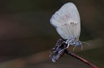 butterfly, grey, insect