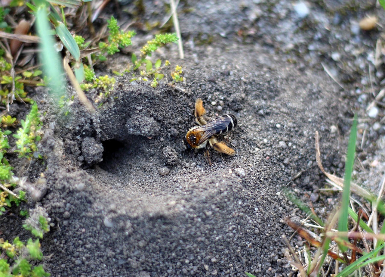 Bee Pants Wild Solitary - Free photo on Pixabay