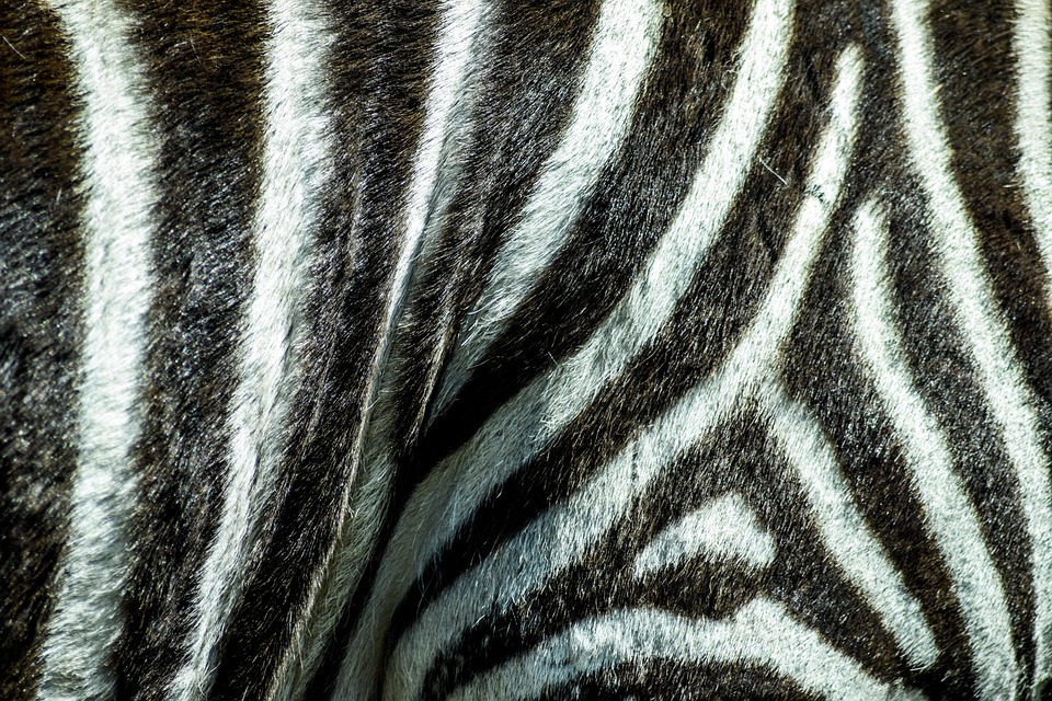 Zoo, Paugres, Ardeche, Tiere, Besuchen, Urlaub