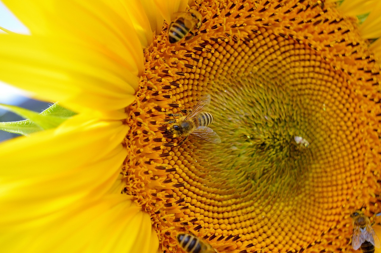 Sunflower Flower Bees - Free photo on Pixabay - Pixabay