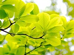 fresh green, green, plant