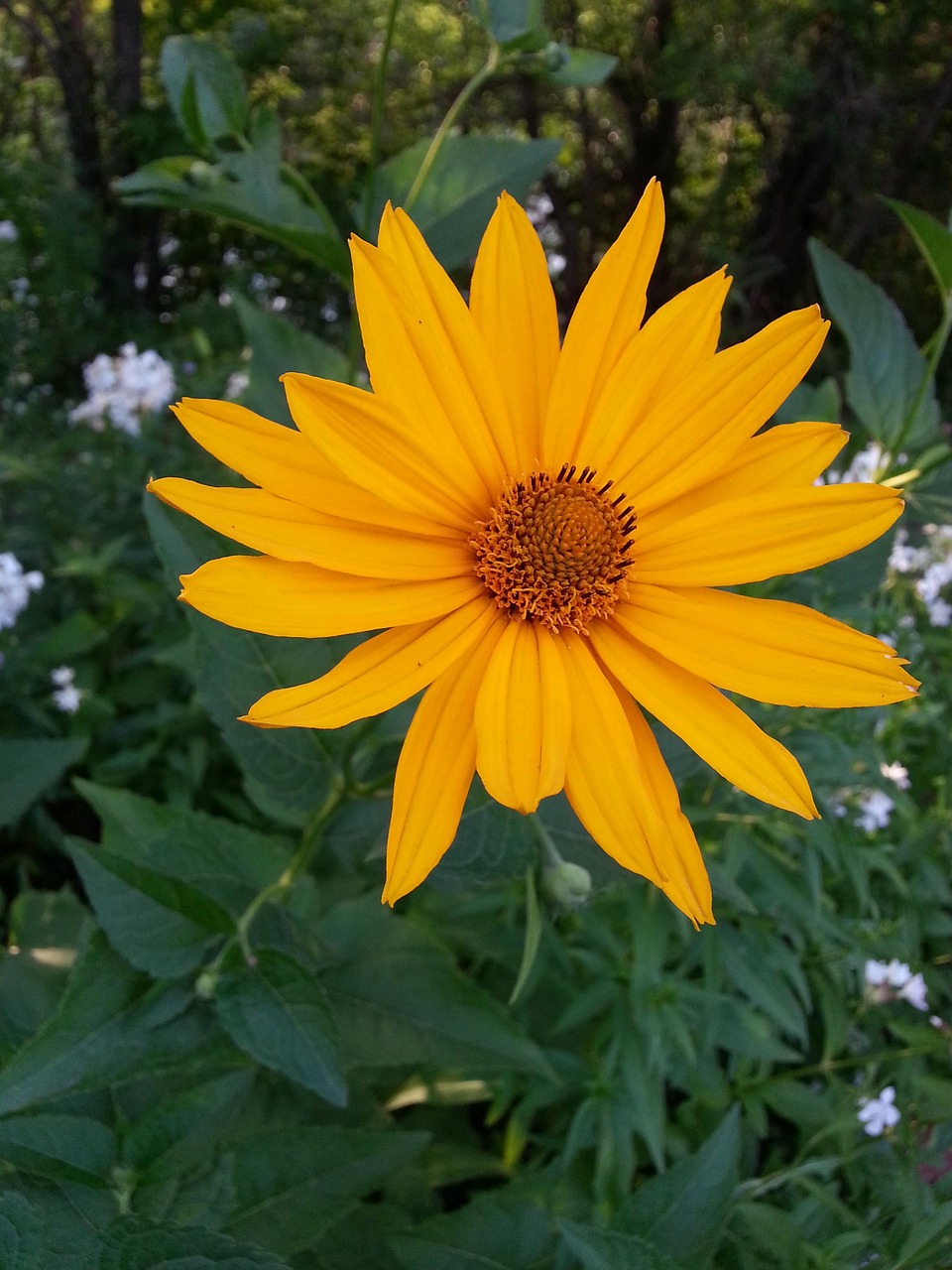 Blomma Soliga Kronblad - Gratis foto på Pixabay - Pixabay