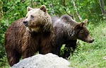 bear, brown bears, animals