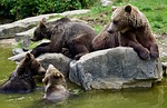 brown bears, young animals, dam