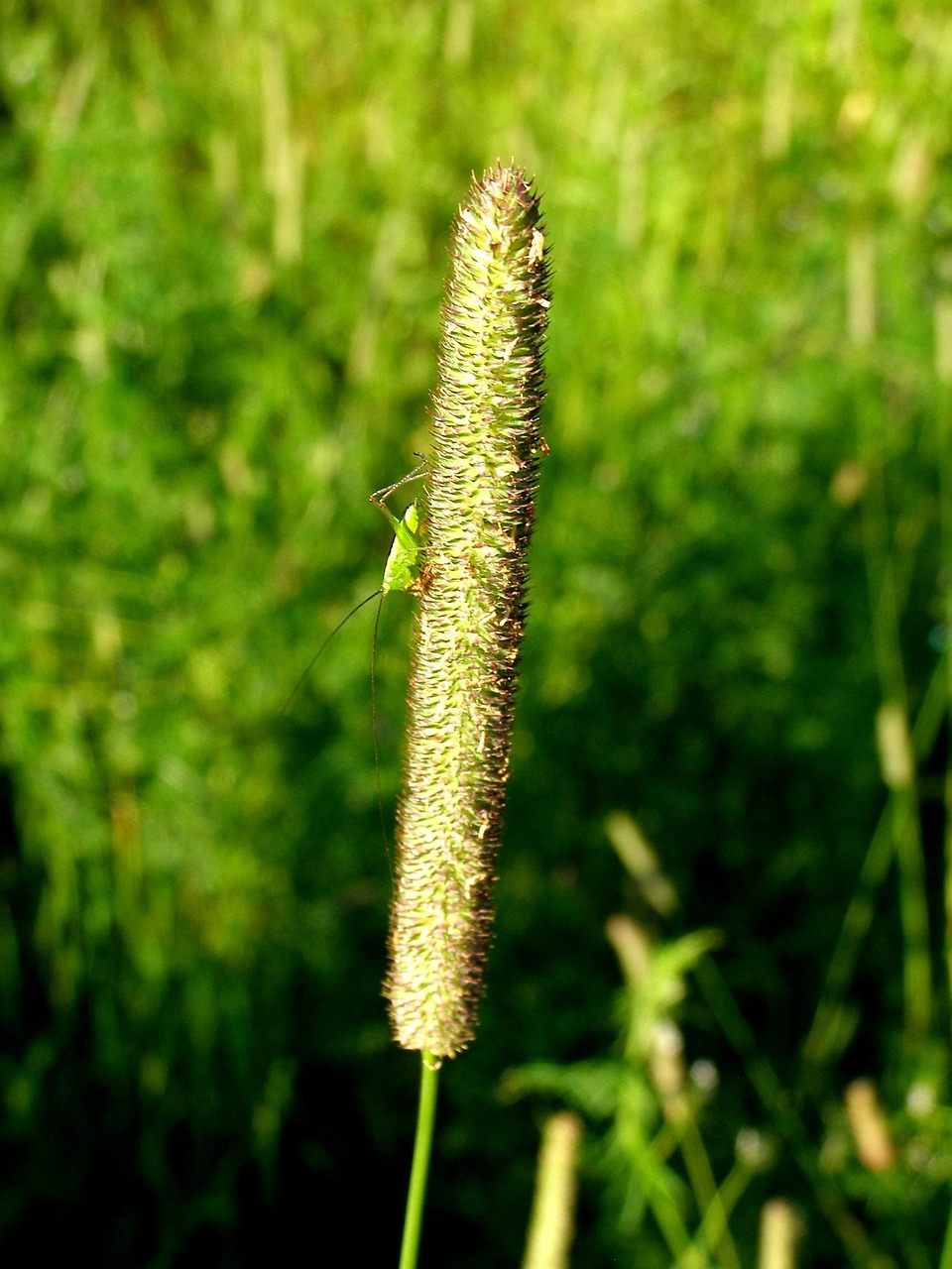 Grass Insect Macro - Free photo on Pixabay