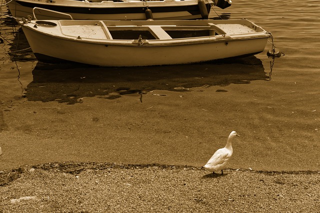 Pato, Pájaro, Lago, Naturaleza