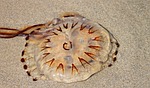 compass jellyfish, jellyfish, meduse