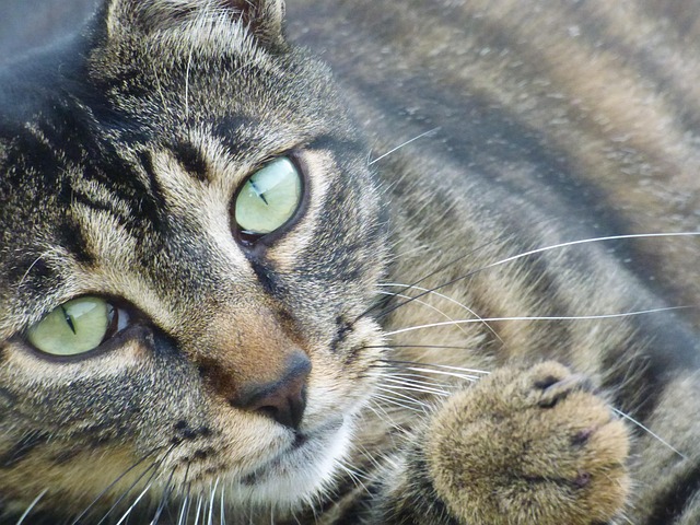 Free Cat European photo and picture