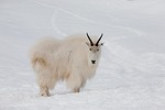 mountain, goat, yukon