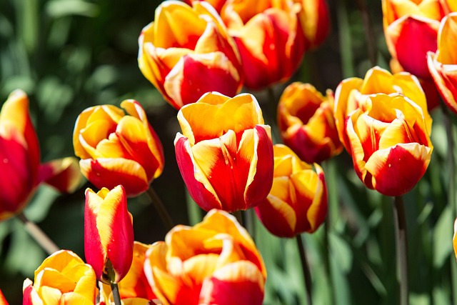Free Tulips Flowers photo and picture