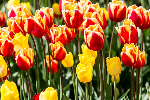 Free Tulips Flowers photo and picture