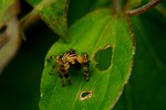 wild life, spider leaper, el salvador