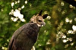 harpy, harpia harpyja, raptor