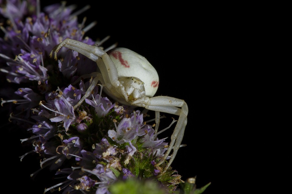 可变蟹蛛misumena Vatia 蜘蛛 Pixabay上的免费照片